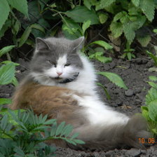 Схема вышивки «Зямынька отдыхает»