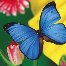 Схема вышивки «Бабочка»