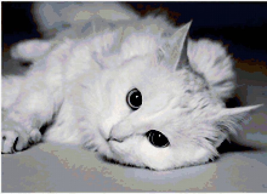 белый кот - коты, животные - предпросмотр