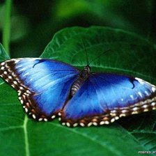 Схема вышивки «Бабочка»