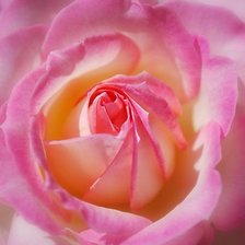 Схема вышивки «нежная роза»