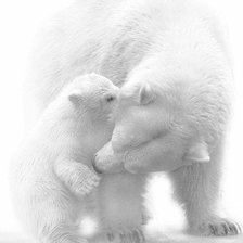 мама медвежонка