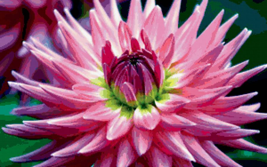 из цикла Георгина - предпросмотр