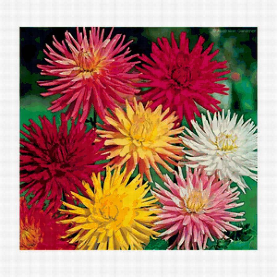 из цикла Георгины - предпросмотр