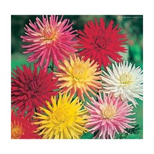 из цикла Георгины