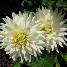 из цикла Георгины