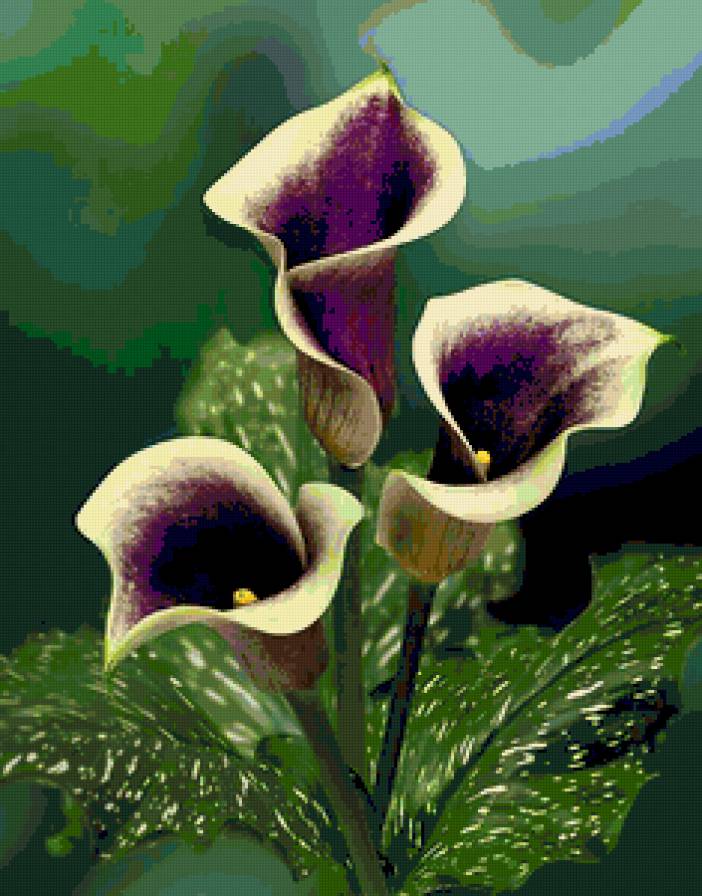 Каллы - живопись - предпросмотр