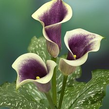 Схема вышивки «Каллы»