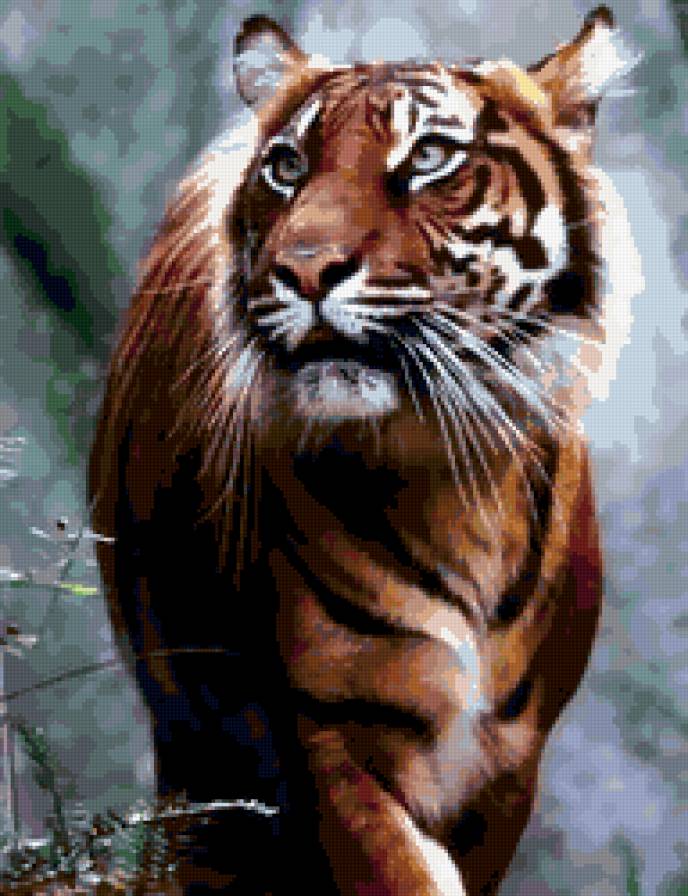 тигр - животное, хищник, тигр, кошка - предпросмотр