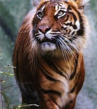 Схема вышивки «тигр»