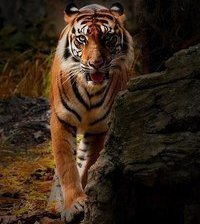 Схема вышивки «тигр»