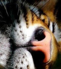 Схема вышивки «сон»