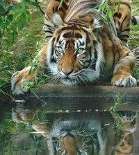 Схема вышивки «тигр»