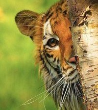 Схема вышивки «прятки»