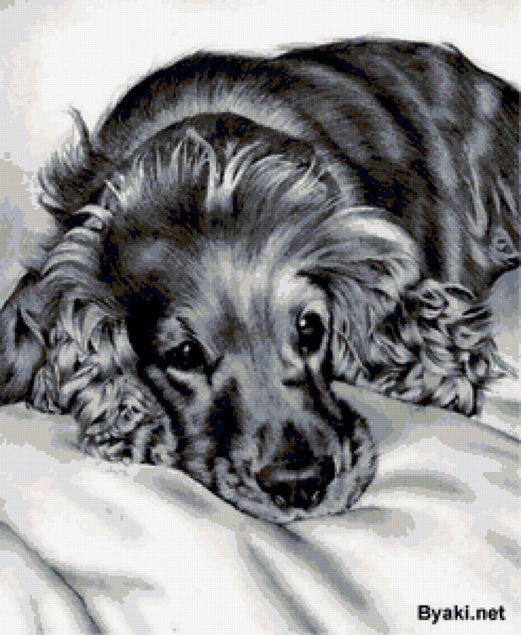 собака - животные - предпросмотр