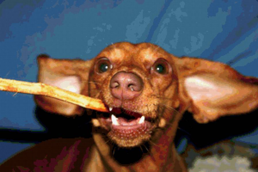 Моя такса Груша. - собаки, такса - предпросмотр