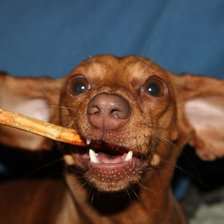 Схема вышивки «Моя такса Груша.»