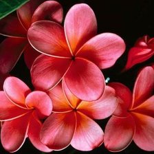 Схема вышивки «цветы»