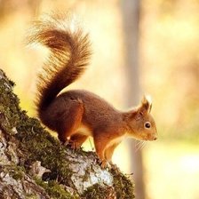 Схема вышивки «Белка»