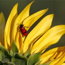 Схема вышивки «Ах, лето!»