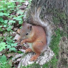 Схема вышивки «Белочка»
