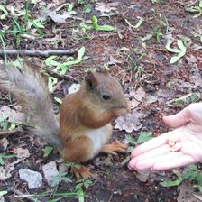 Схема вышивки «Бельчонок»