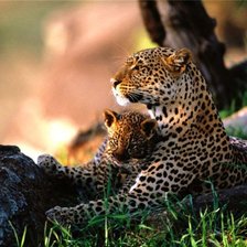 Схема вышивки «Кошачье семейство»