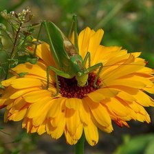 Схема вышивки «Кузнечик»