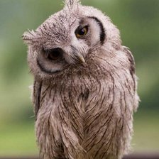 Схема вышивки «Сова»