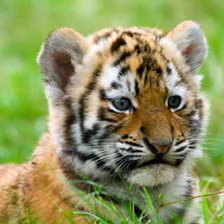 Схема вышивки «животные»