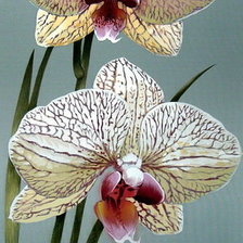 Схема вышивки «Цветы»