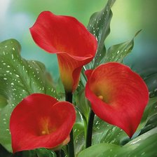 Схема вышивки «Каллы 2»