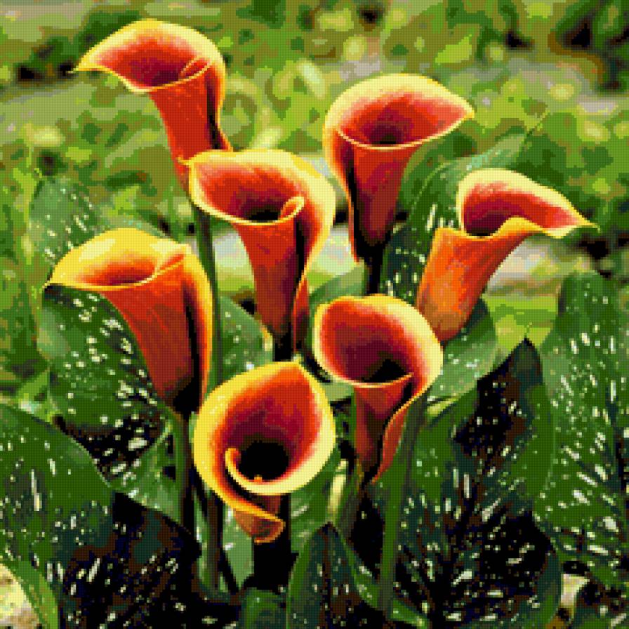 Каллы 4 - цветы - предпросмотр