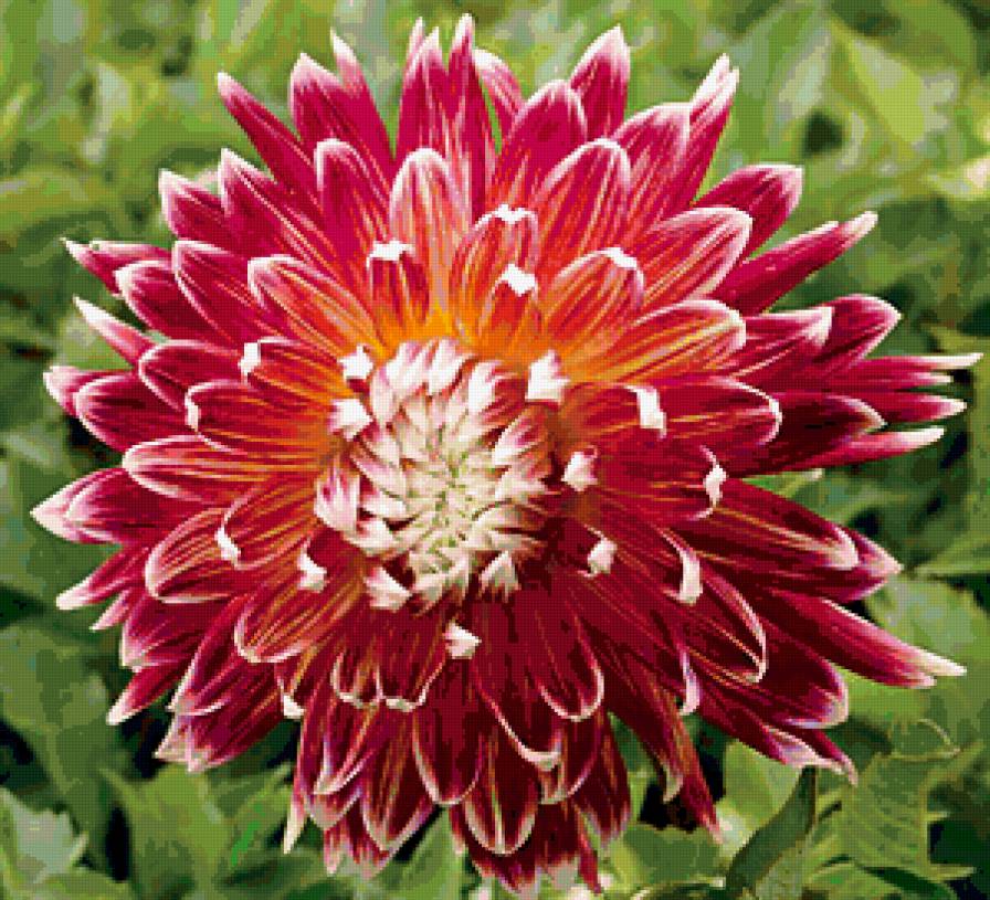 из цикла Георгины - предпросмотр