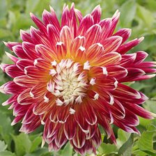 из цикла Георгины