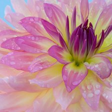 Схема вышивки «из цикла Георгины»