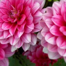 из цикла Георгины