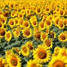 Схема вышивки «Солнечный рай»