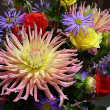 из цикла Георгины