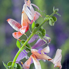 Схема вышивки «земляника»