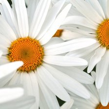 Схема вышивки «Ромашки»