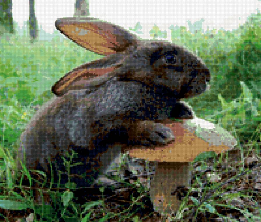 зайчик - кролик, животные, заяц, природа - предпросмотр