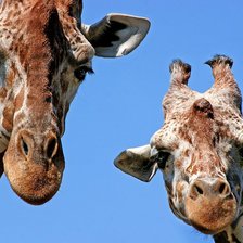 Схема вышивки «жирафы»