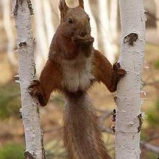 Схема вышивки «белка на двух березах»