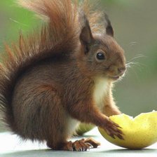 Схема вышивки «белка»