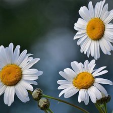 Схема вышивки «№417251»