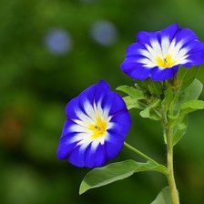 Схема вышивки «№417259»