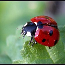 Схема вышивки «божья коровка»