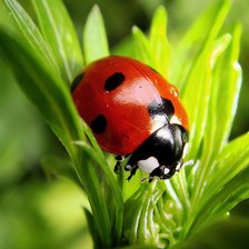 божья коровка