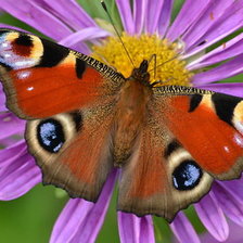 Схема вышивки «махагон»